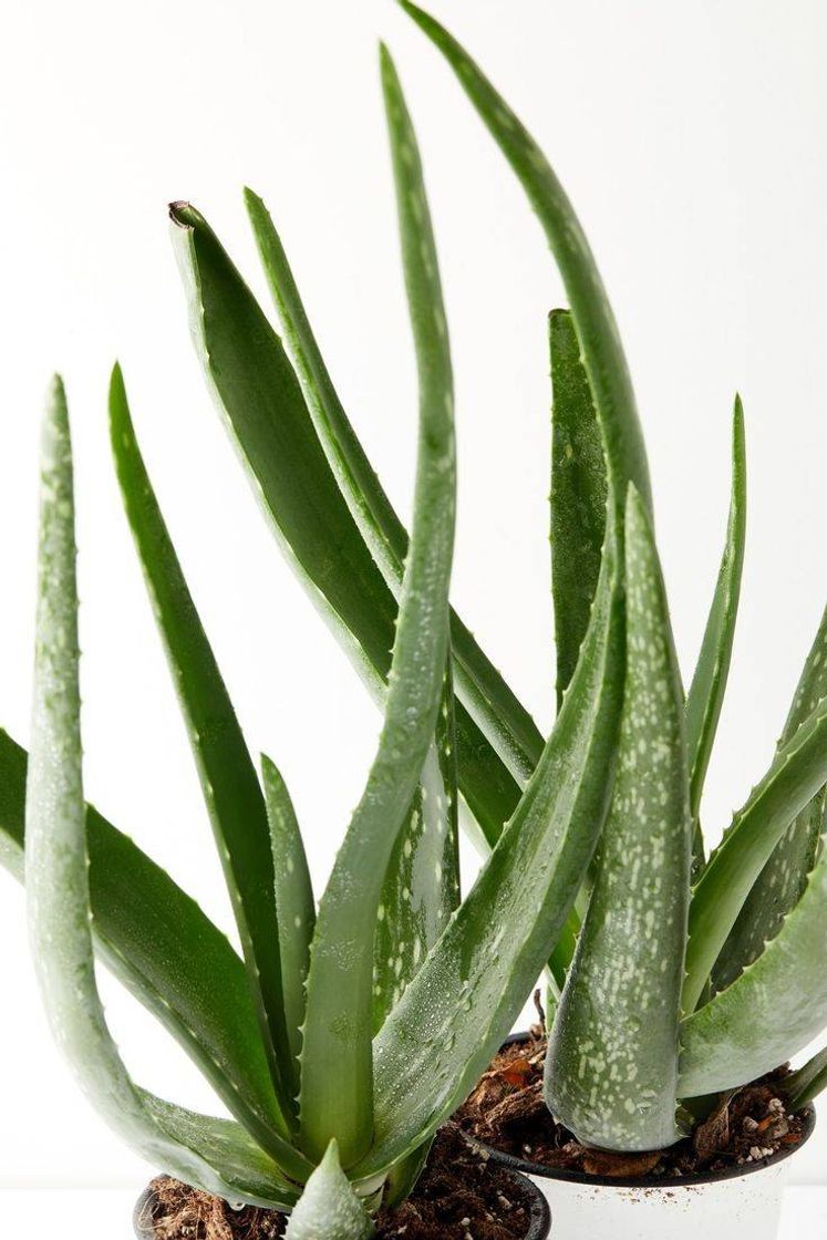 Fashion Aloe vera