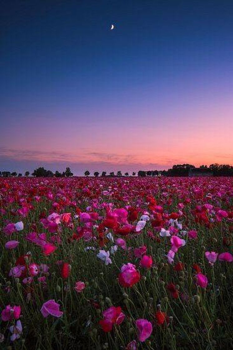 Fashion Campo com rosas