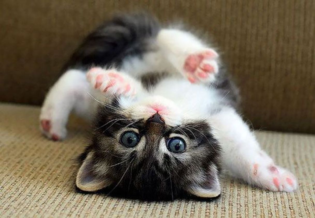 Social Os gatos mais fofos do mundo!!! 😍😍😍😍