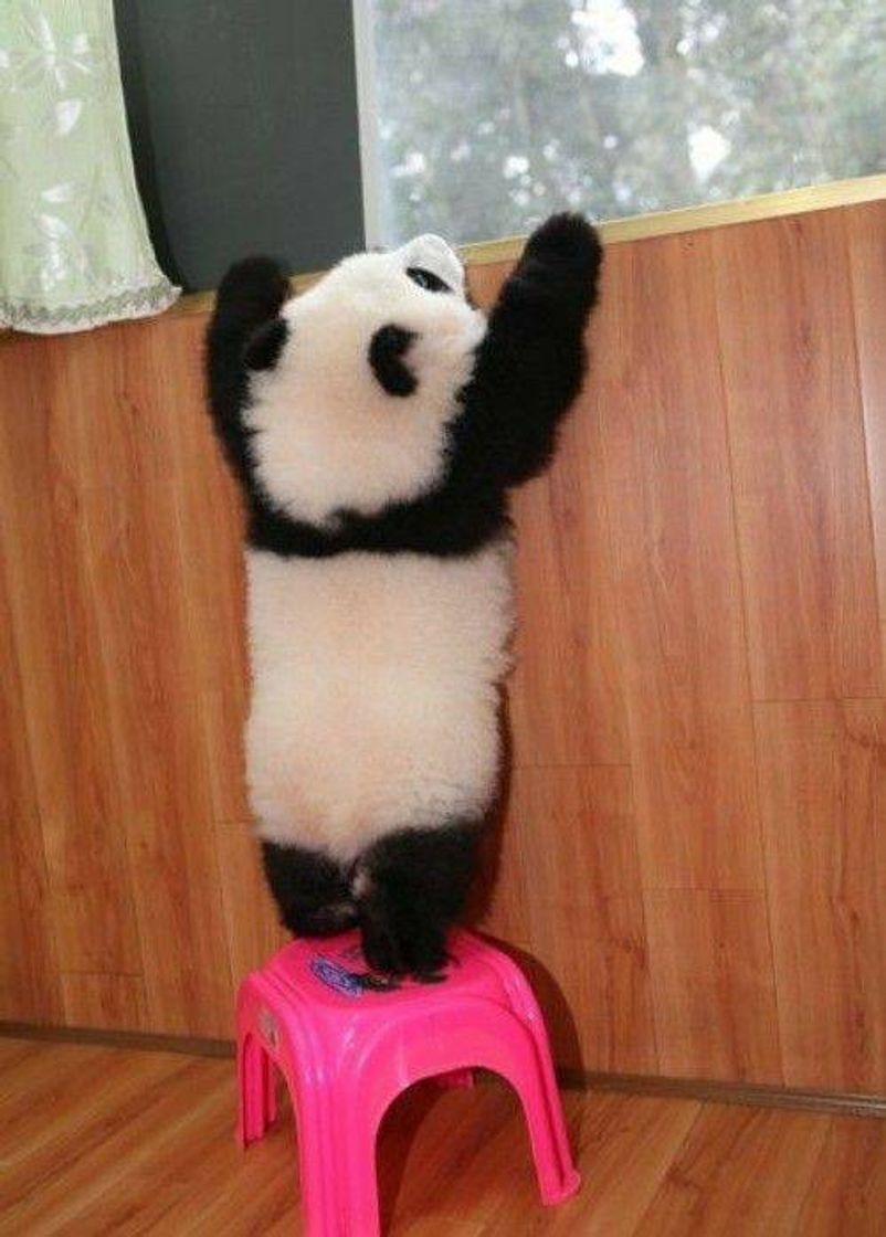 Fashion Panda