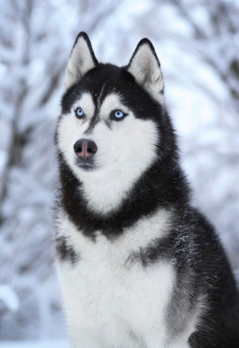 Fashion Siberian Husky 