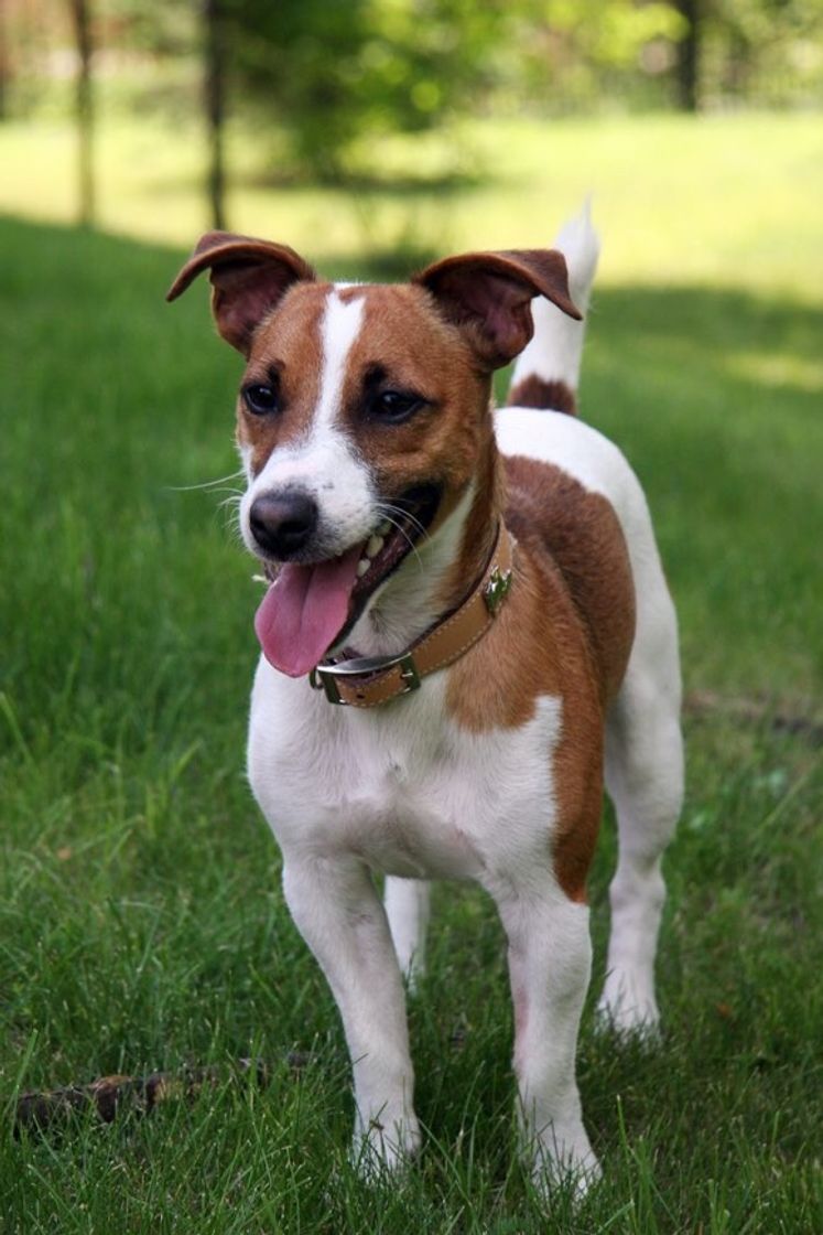 Fashion Jack Russell Terrier 