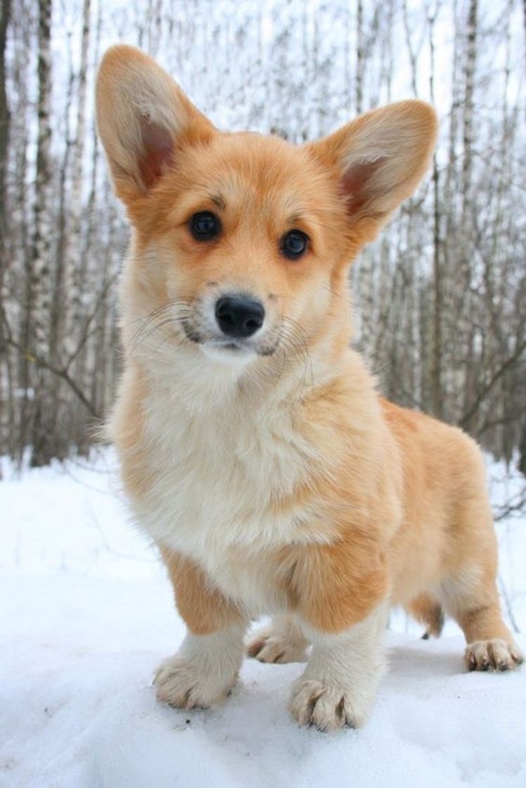 Fashion Pembroke Welsh Corgi 