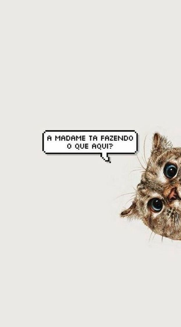 gatinho