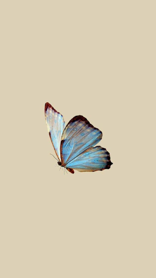 Social Butterfly 