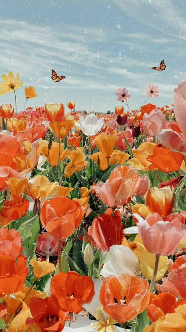 Social Flores🌻🥀