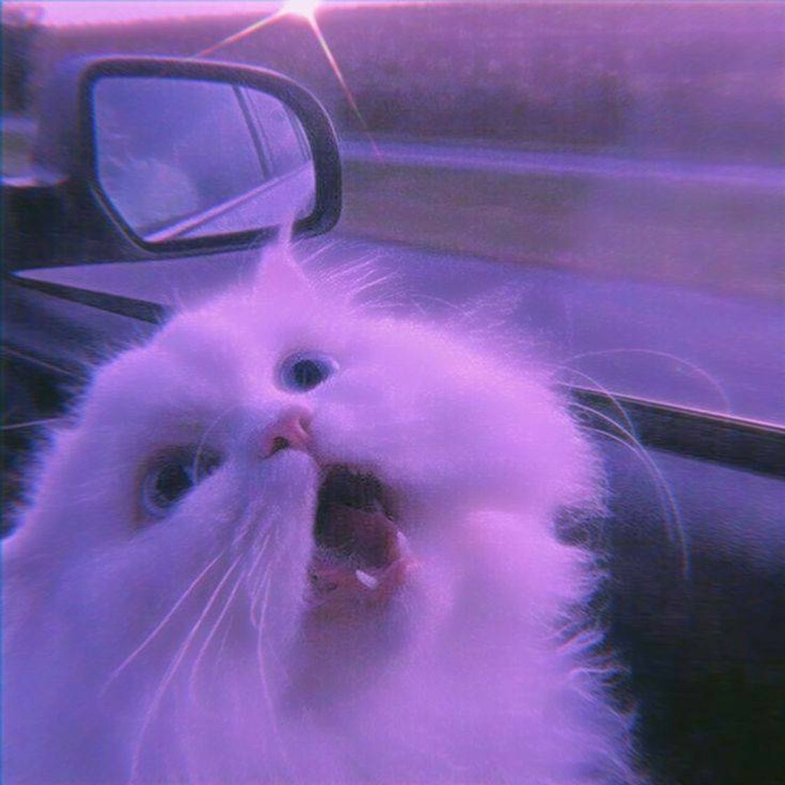 Social Cat🐱