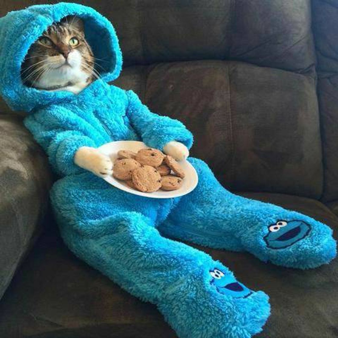 Catslove