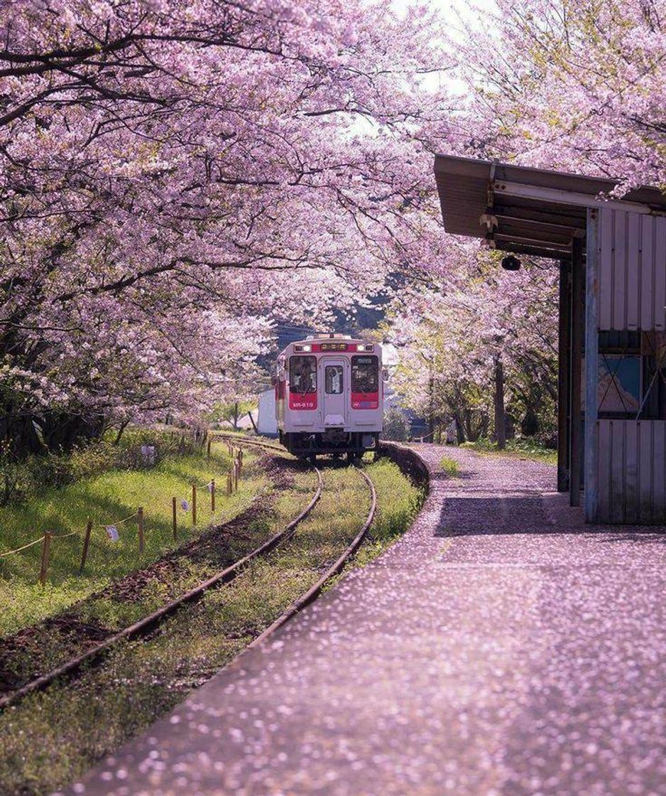 Fashion Japão 