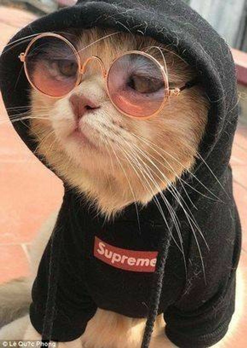 Fashion Esse gato é estiloso