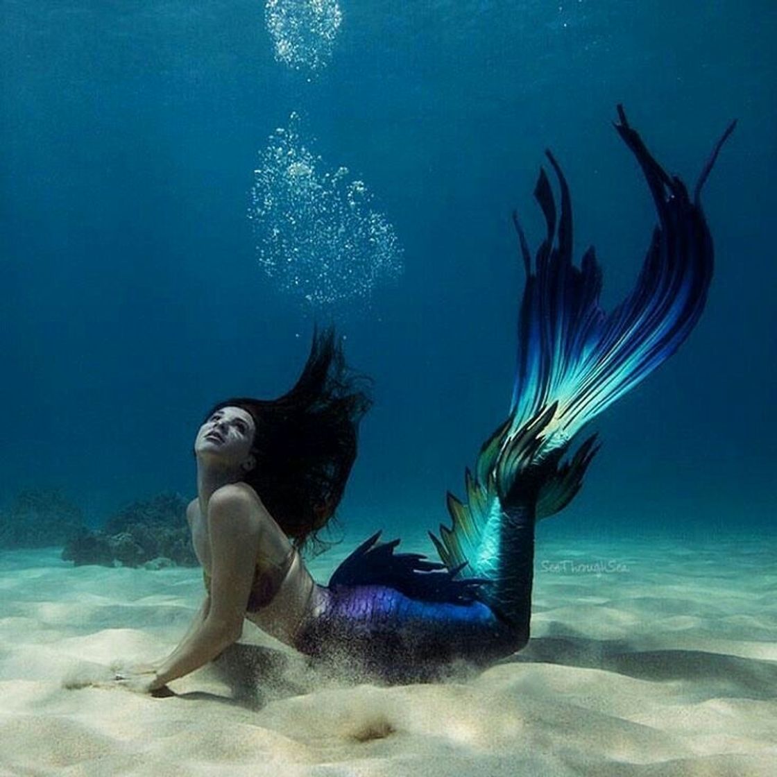 Social MERMAID 