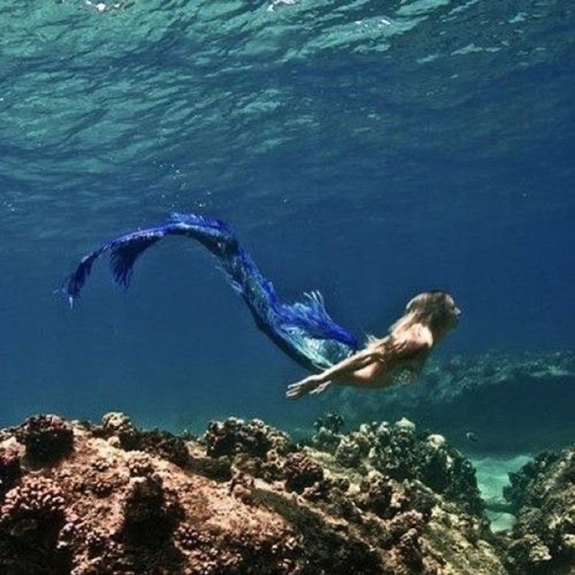 Social MERMAID 
