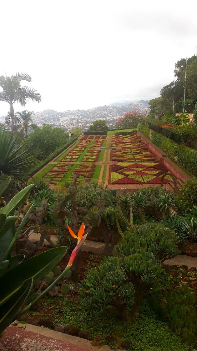 Lugar Jardín Botánico de Madeira