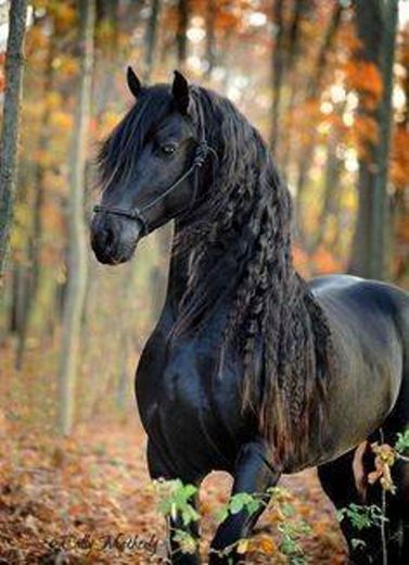 Cavalo negro ♥️