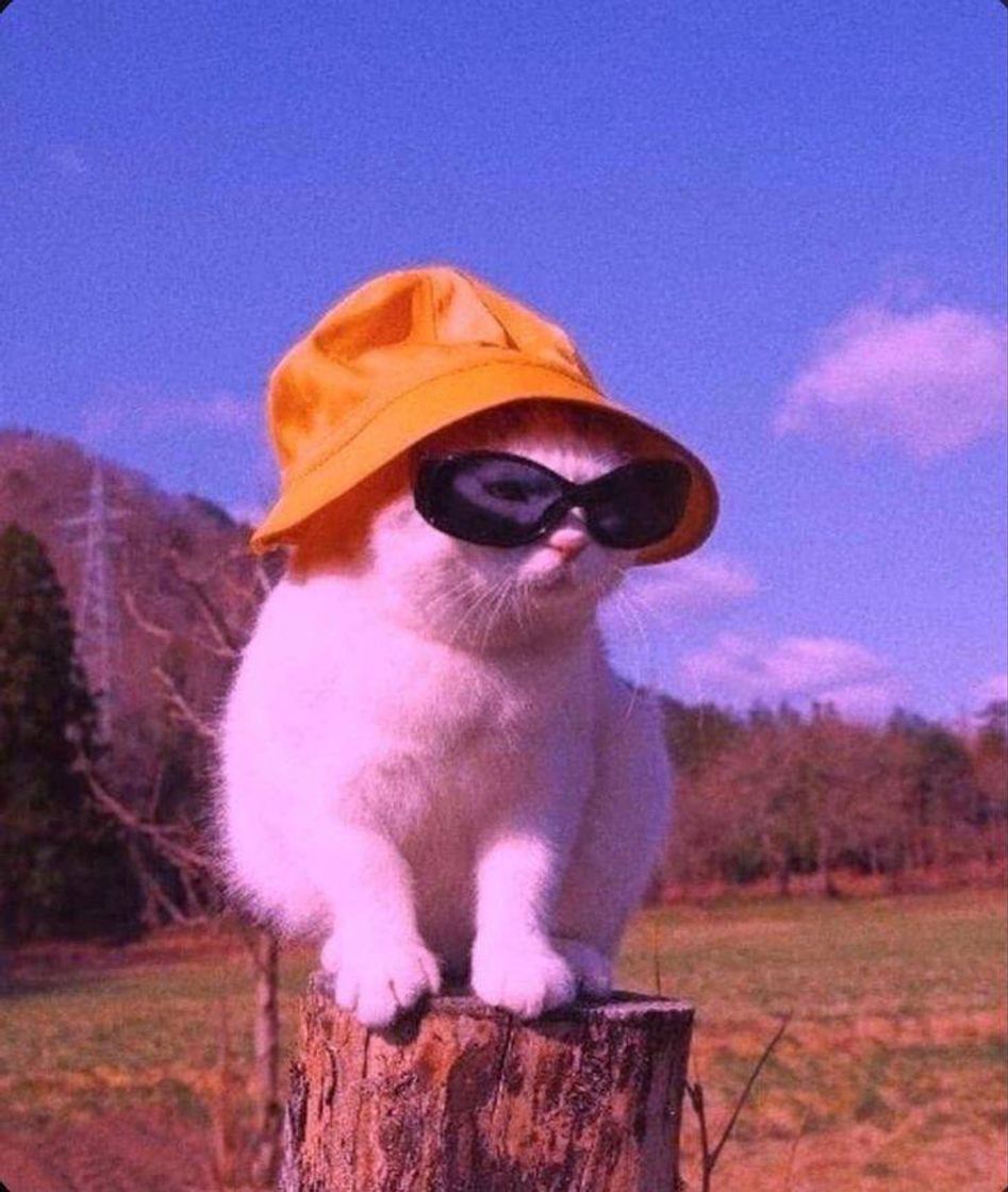 Social 🐱