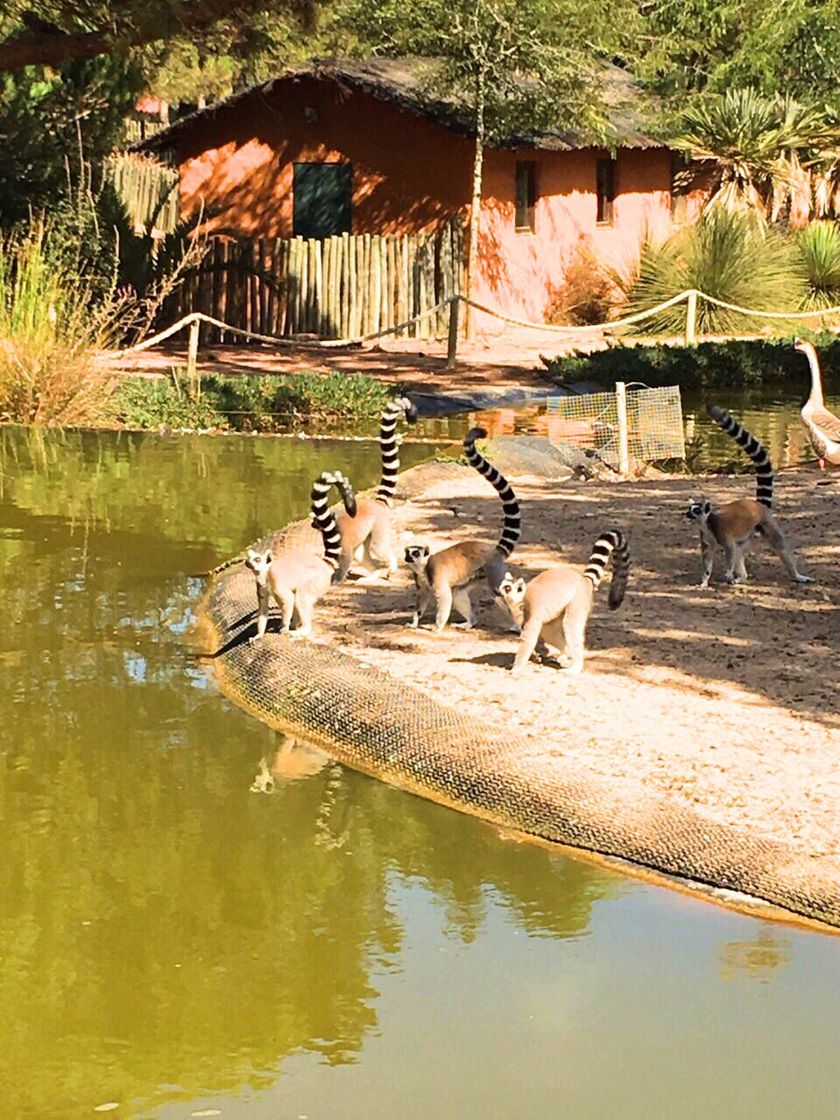 Place Badoca Safari Park