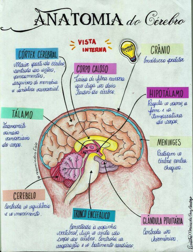 Fashion Anatomia e fisiologia 🧠