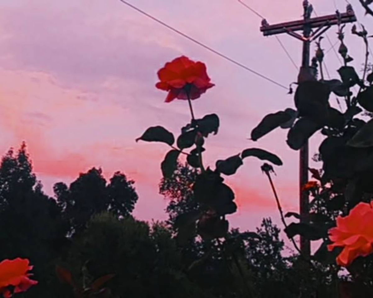 Music Edith Piaf - La vie en rose (legendado/tradução) - YouTube