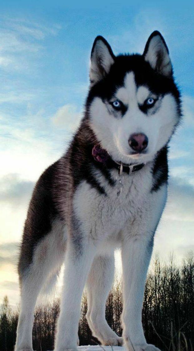 Moda Husky Siberiano