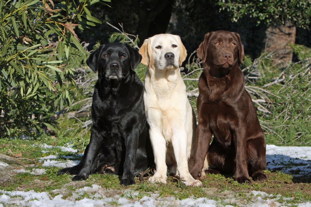 Fashion Labrador