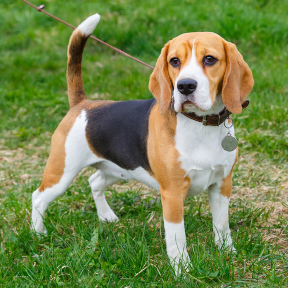 Fashion Beagle