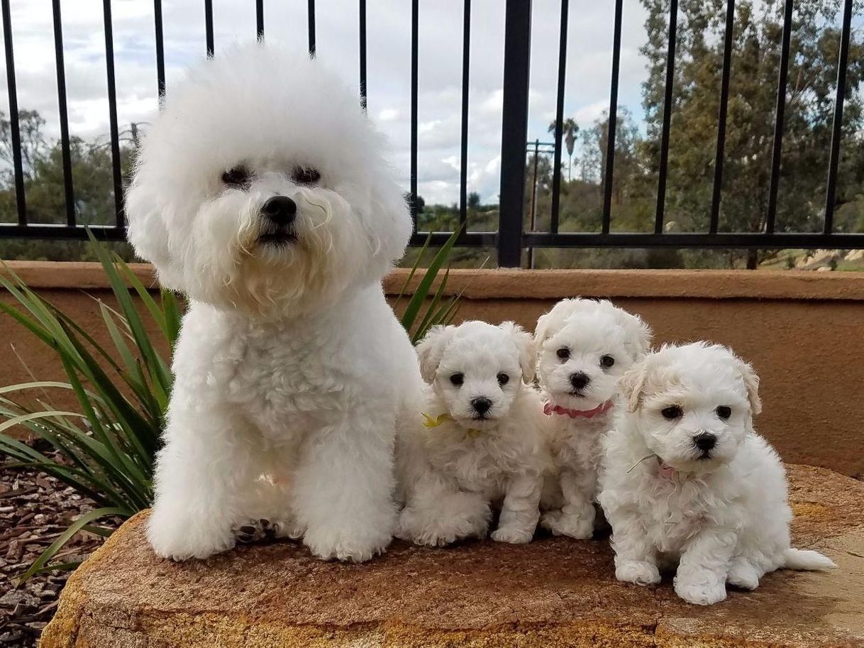 Moda Bichon frisé 