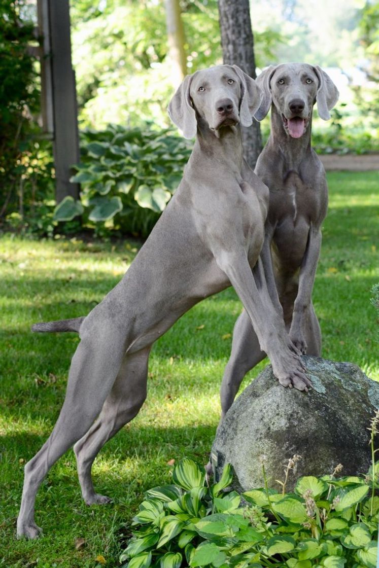 Moda Weimaraner 