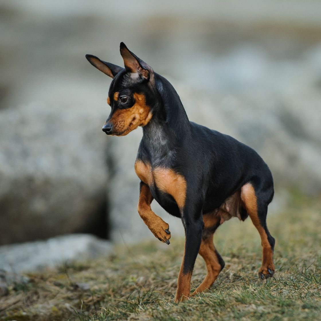 Moda Pinscher