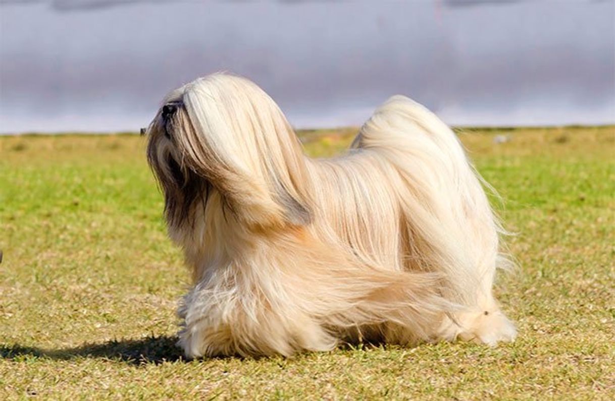 Fashion Lhasa apso