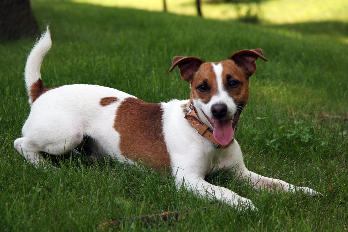 Fashion Jack Russel terrier