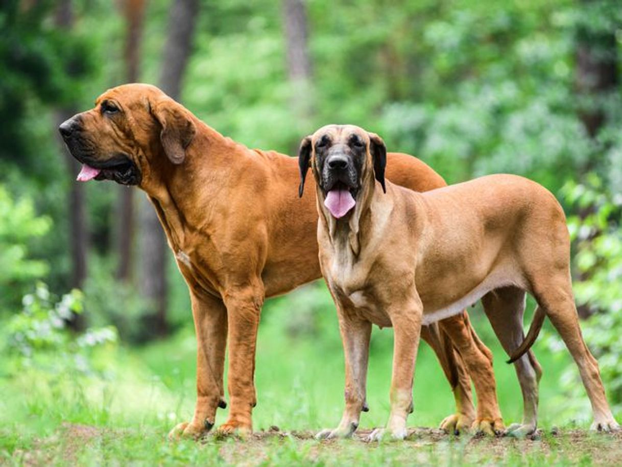 Moda Fila brasileiro