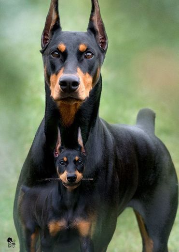 Doberman