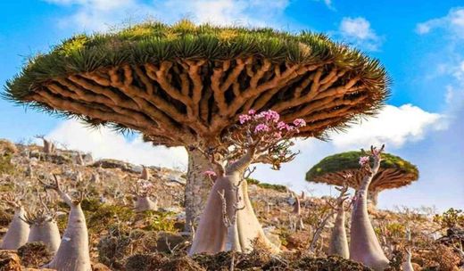 Socotra Island Nature Sanctuary