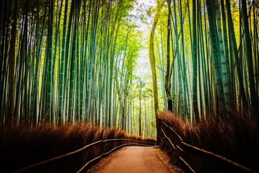 Bosque de Bambu do Templo de Saga