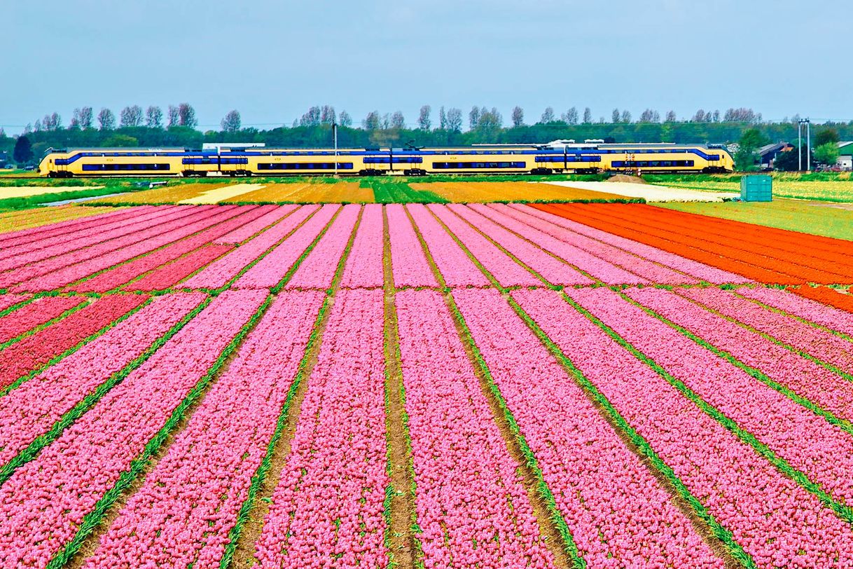 Place Tulip fields