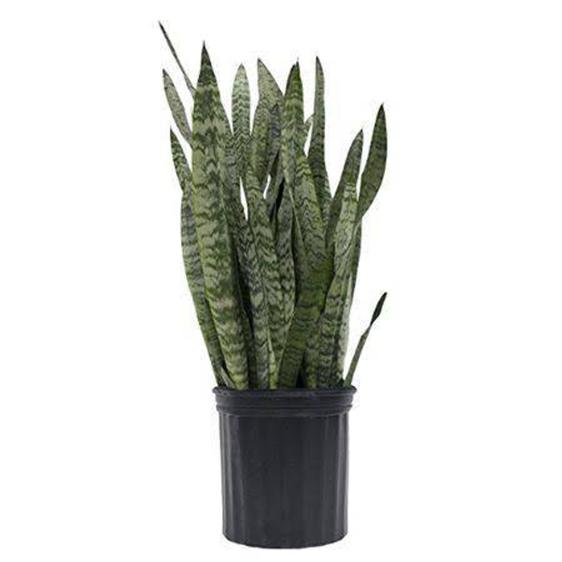 Moda Espada de São Jorge(Sansevieria)