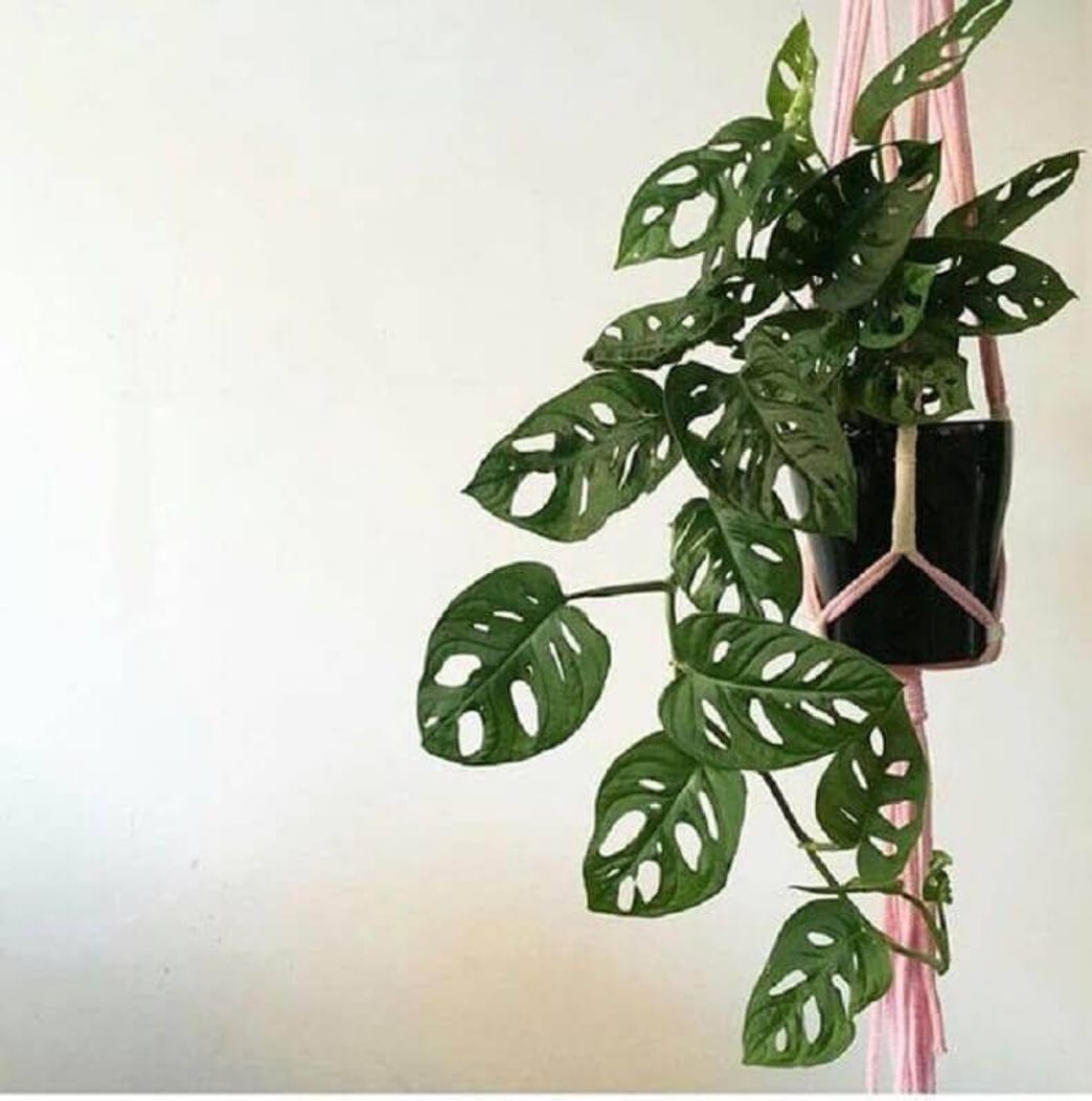 Moda Monstera Oblíqua