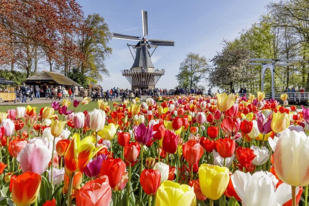 Lugar Keukenhof