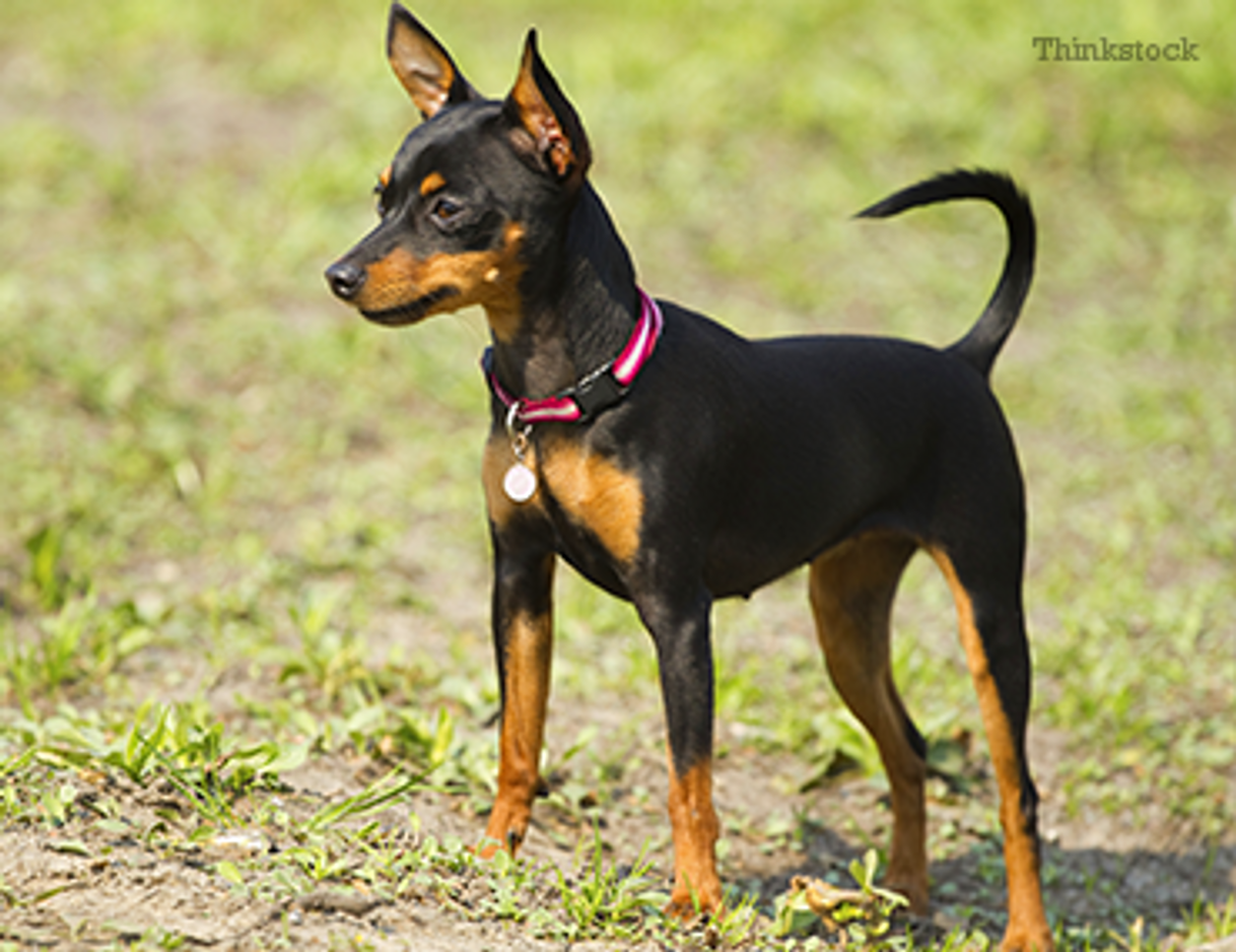 Fashion Pinscher