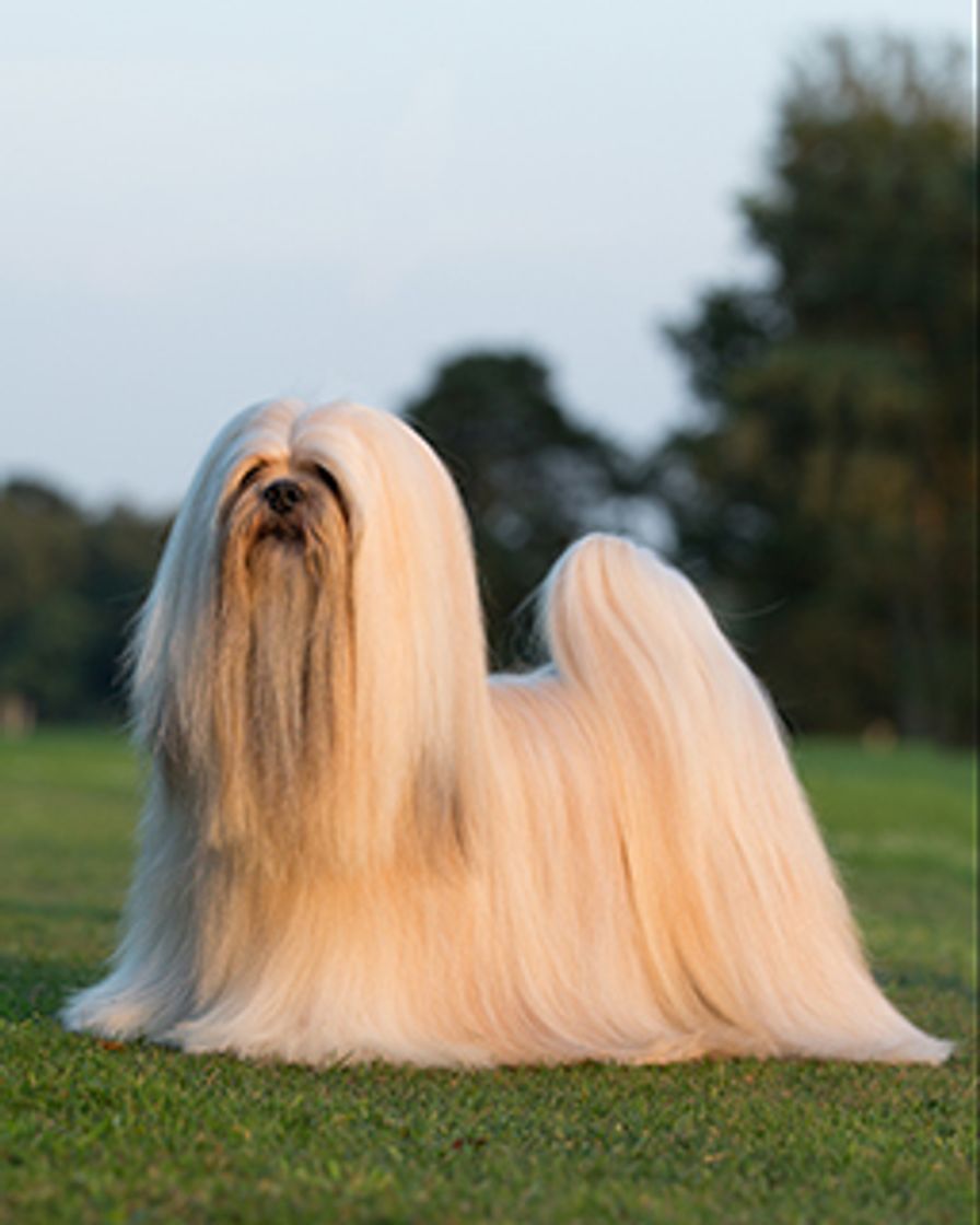 Fashion Lhasa Apso 