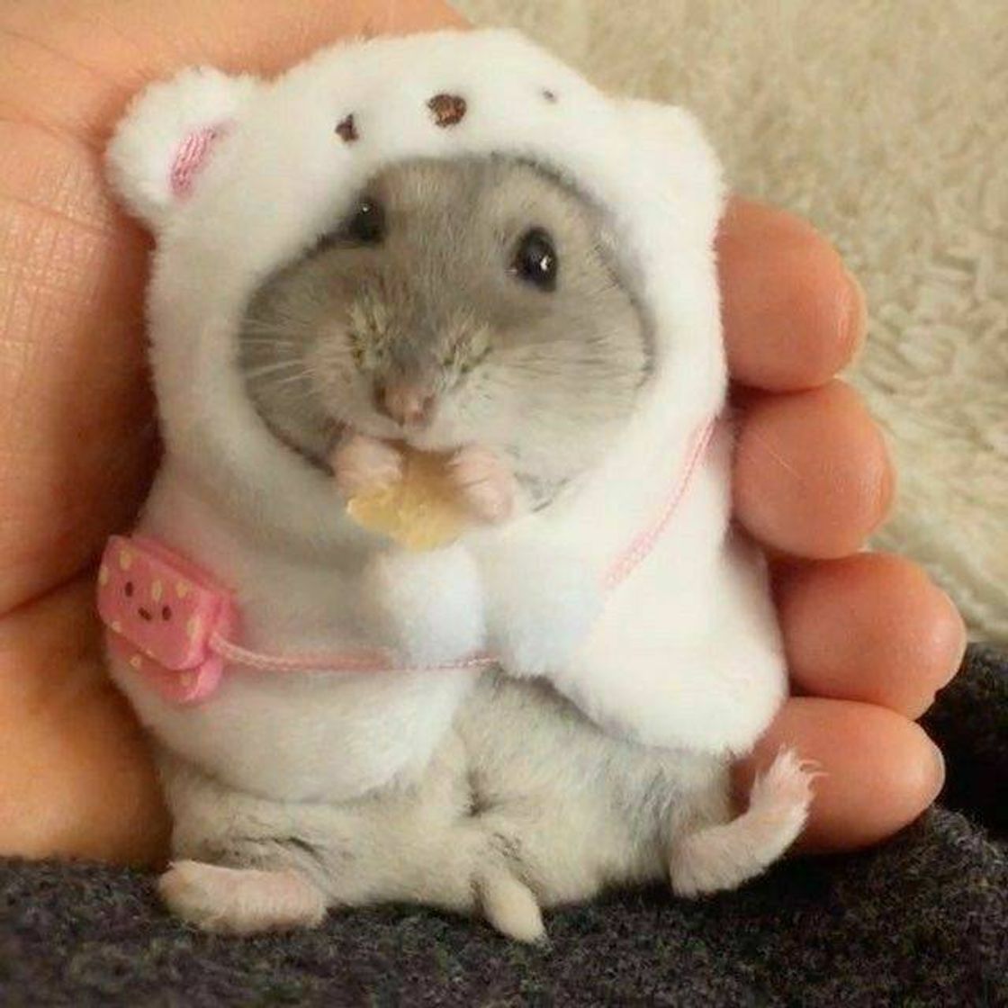 Fashion Hamster 