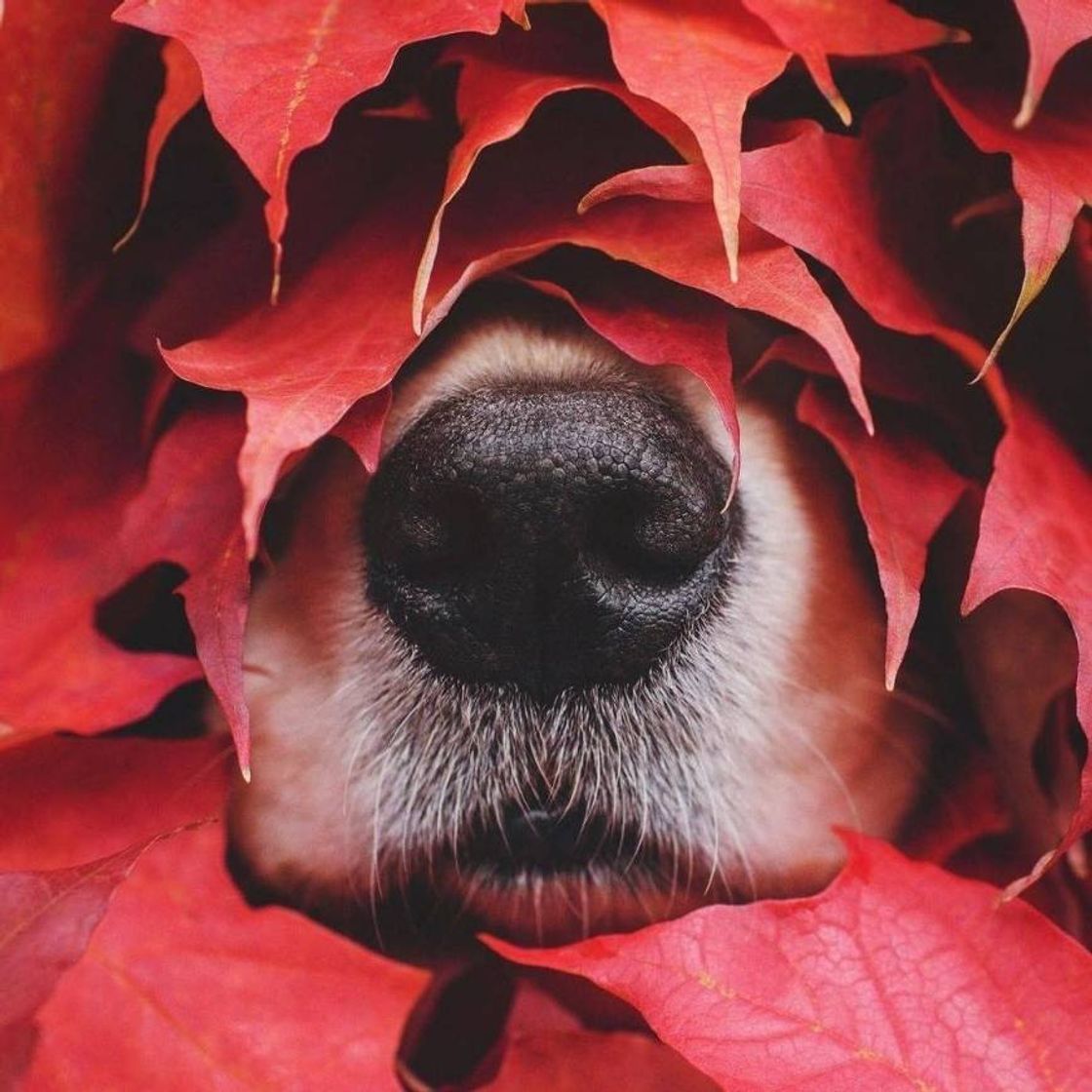 Moda dogs — atraversso: Falling Season by lizzie.bear