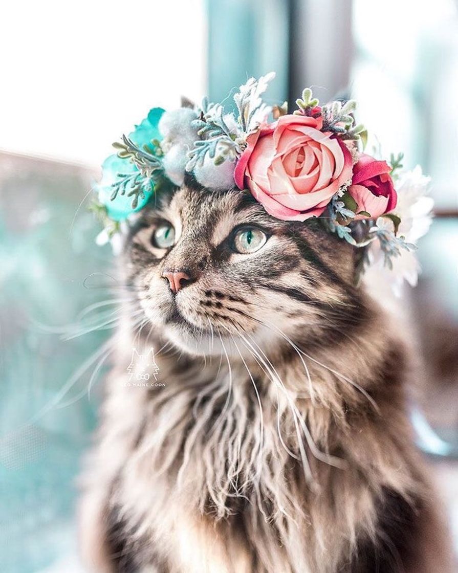 Fashion 🐱🌸