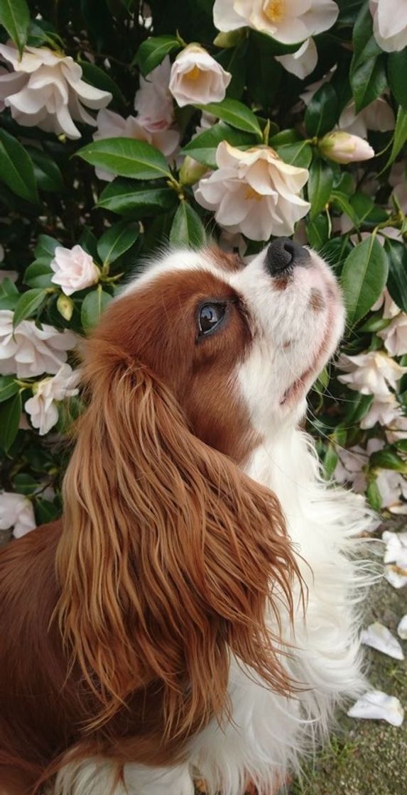 Moda Cavalier king charles spaniel 🐾