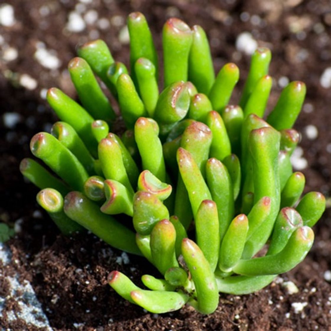 Apps Succulents Plant for Beginners:Care Tips and Guide