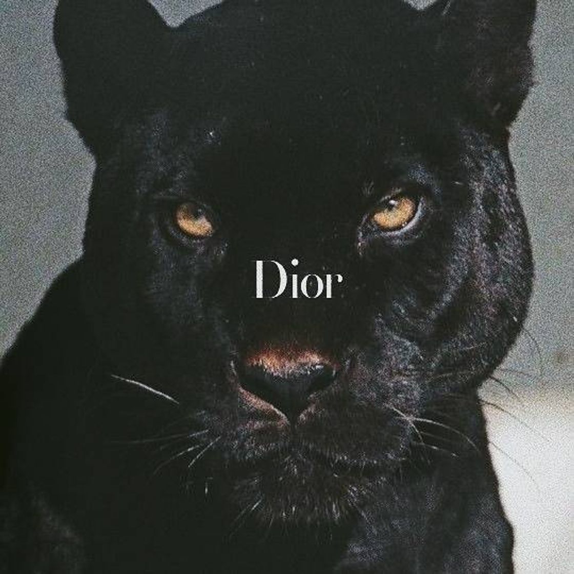 Fashion DIOR feline brand aesthetic