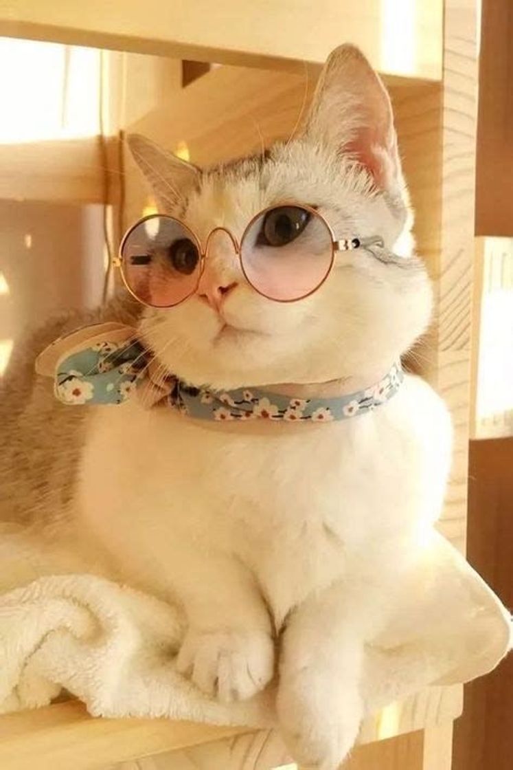 Fashion Cat