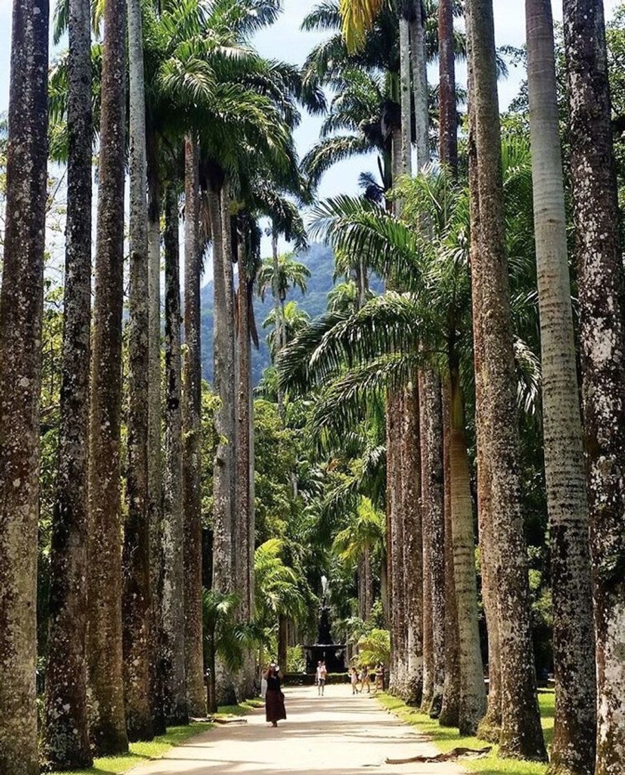 Lugar Jardim Botânico