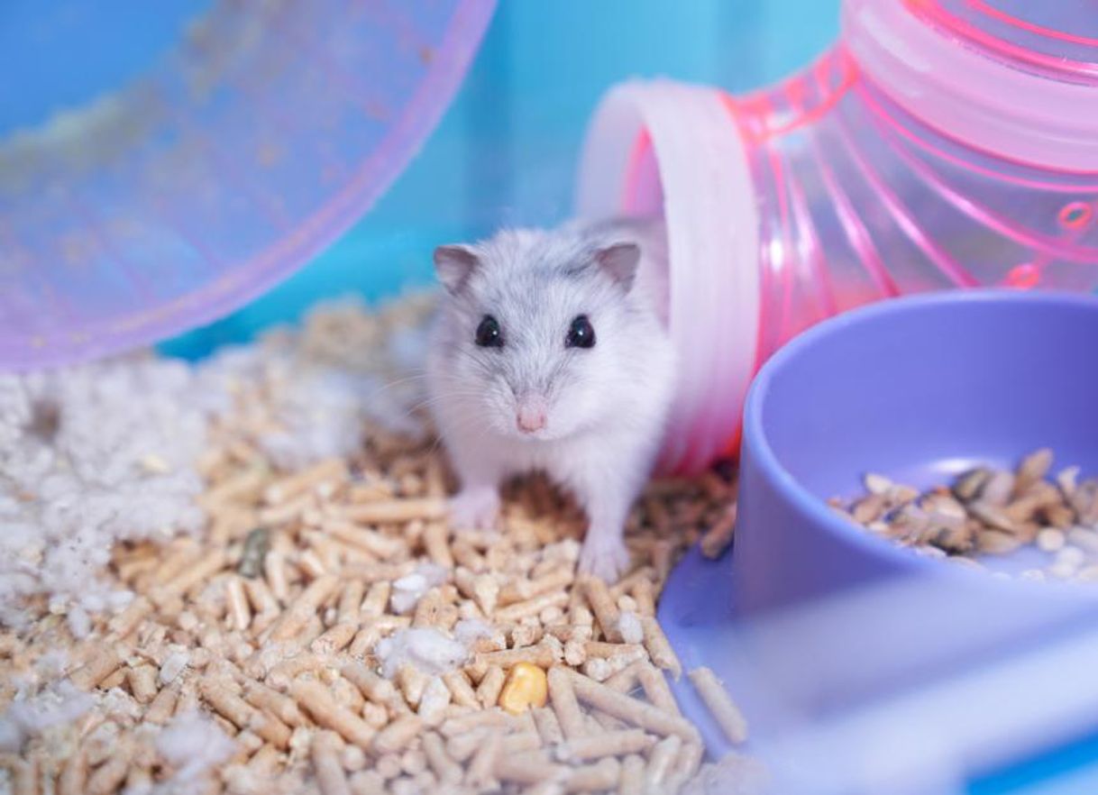 Fashion Hamsters
