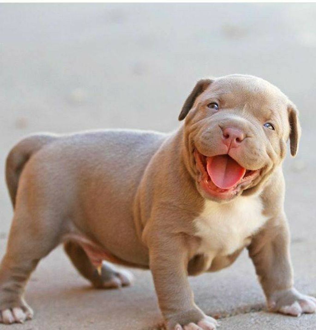 Fashion American bully